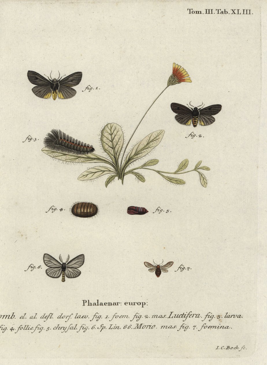 Epatolmis caesarea en Penthophera morio motten door Johann Carl Bock
