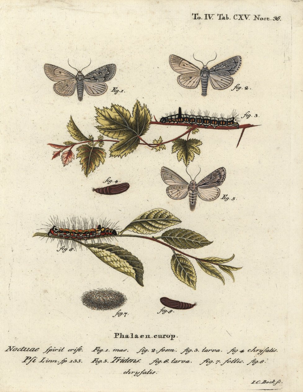 Grijze dolk, Acronicta psi 1-4, en donkere dolk, Acronicta tridens 5-8. Handgekleurde kopergravure door Johann Carl Bock naar Eugenius Johann Christoph Esper