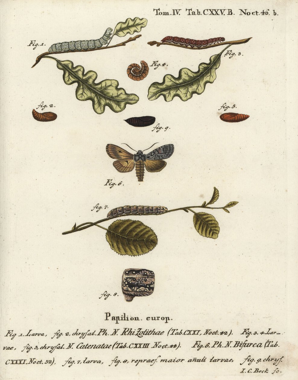 Grijze schouderknoop, Lithophane ornitopus 1,2, gefronste kastanje, Agrochola helvola 3-5, conformist, Lithophane furcifera 6-9. Handgekleurde kopergravure door Johann Carl Bock naar Eugenius Johann Christoph Esper