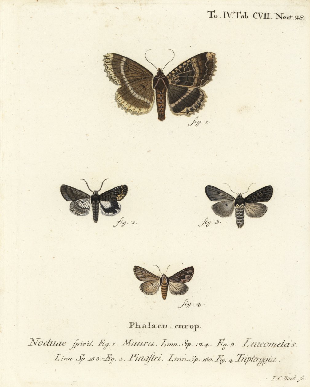 Oude dame of zwarte ondervleugel, Mormo maura 1, oosterse alchemist, Aedia leucomelas 2, en Dypterygia scabriuscula 3,4. Handgekleurde kopergravure door Johann Carl Bock door Johann Carl Bock