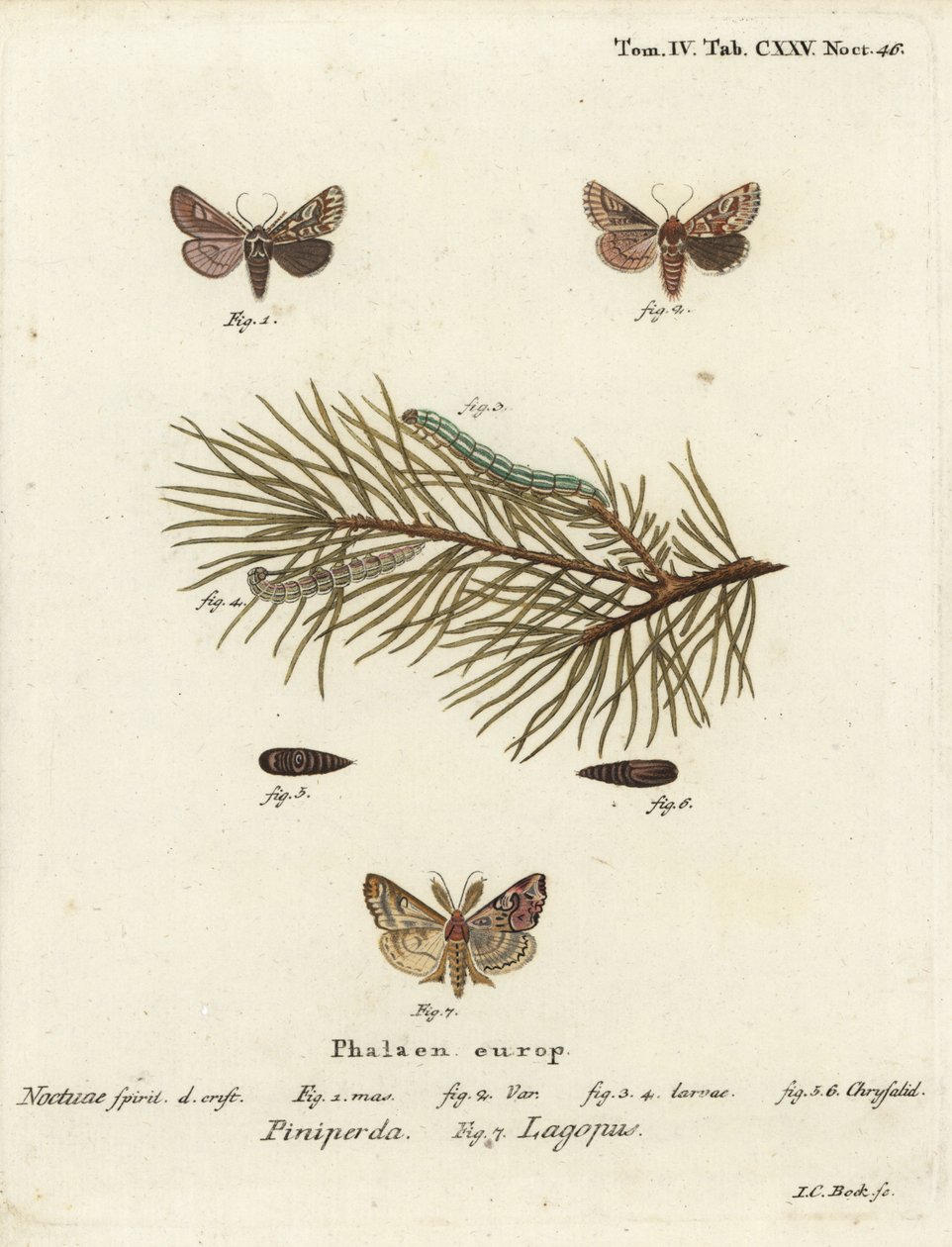 Pijnboom schoonheid, Panolis flammea 1-6, en Latijnse mot, Callopistria juventina 7. Handgekleurde kopergravure door Johann Carl Bock door Johann Carl Bock