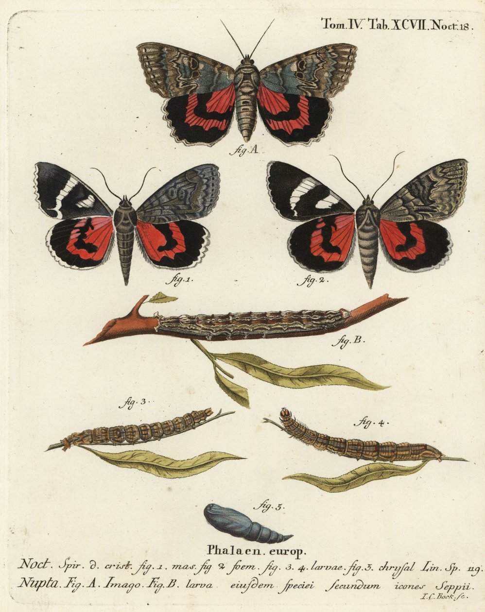Rode ondervleugelmot, Catocala nupta. Handgekleurde kopergravure door Johann Carl Bock naar Eugenius Johann Christoph Esper