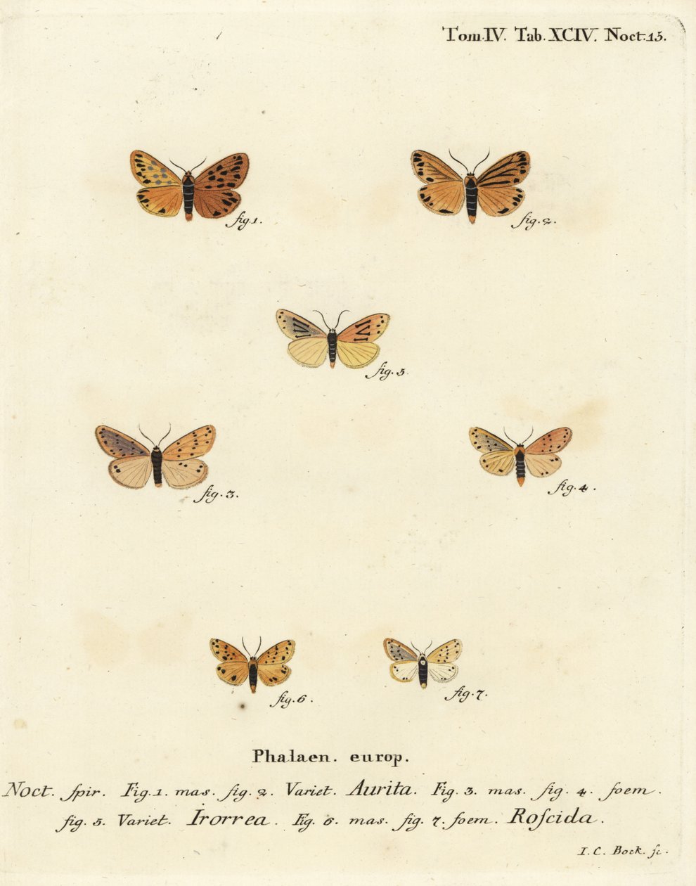 Setina aurita mot, dauwmot, Setina irrorella, en Setina roscida mot. Handgekleurde kopergravure door Johann Carl Bock naar Eugenius Johann Christoph Esper