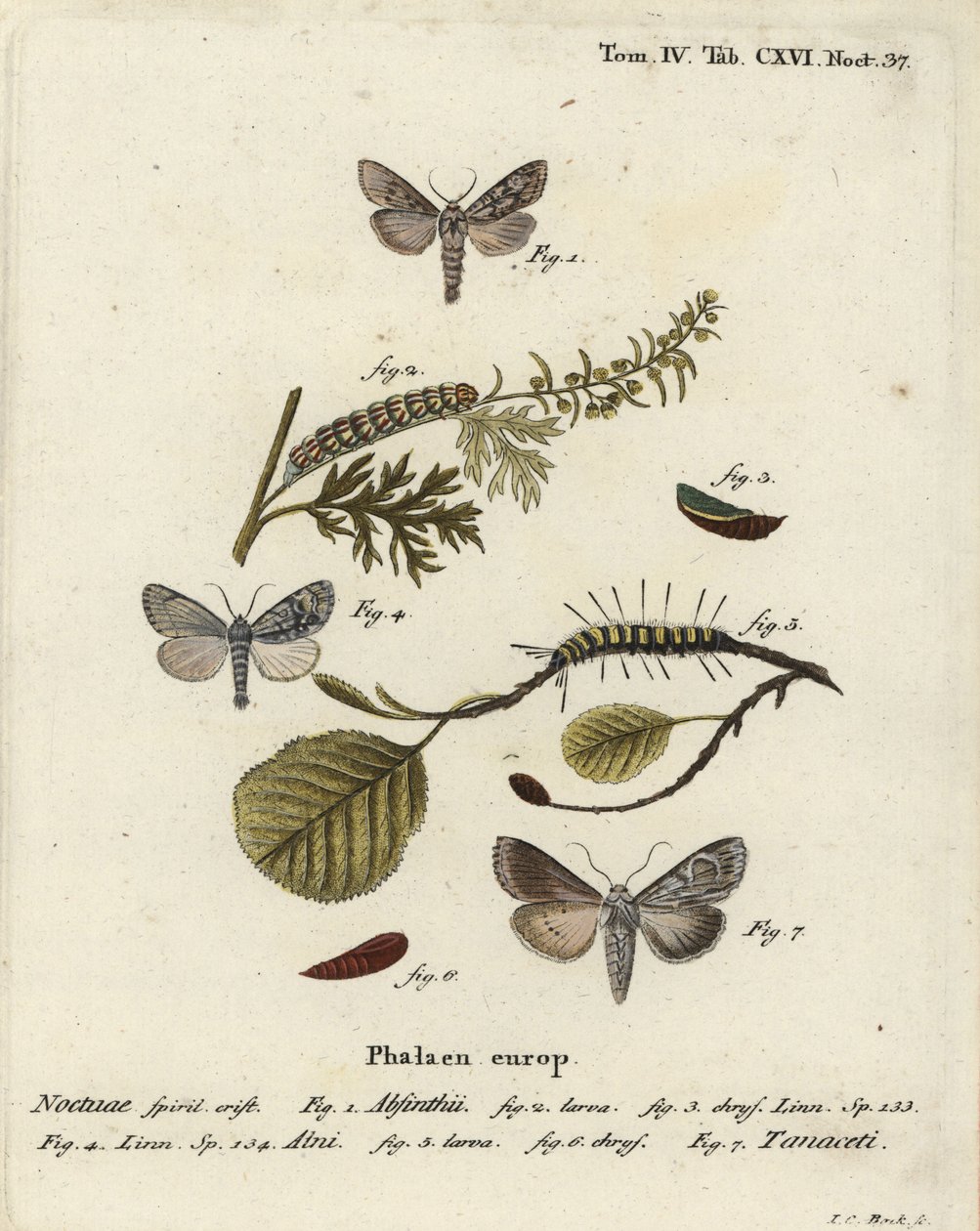 Alsemvlinder, Cucullia absinthii, elzenvlinder, Acronicta alni en Cucullia tanaceti. Handgekleurde kopergravure door Johann Carl Bock naar Eugenius Johann Christoph Esper