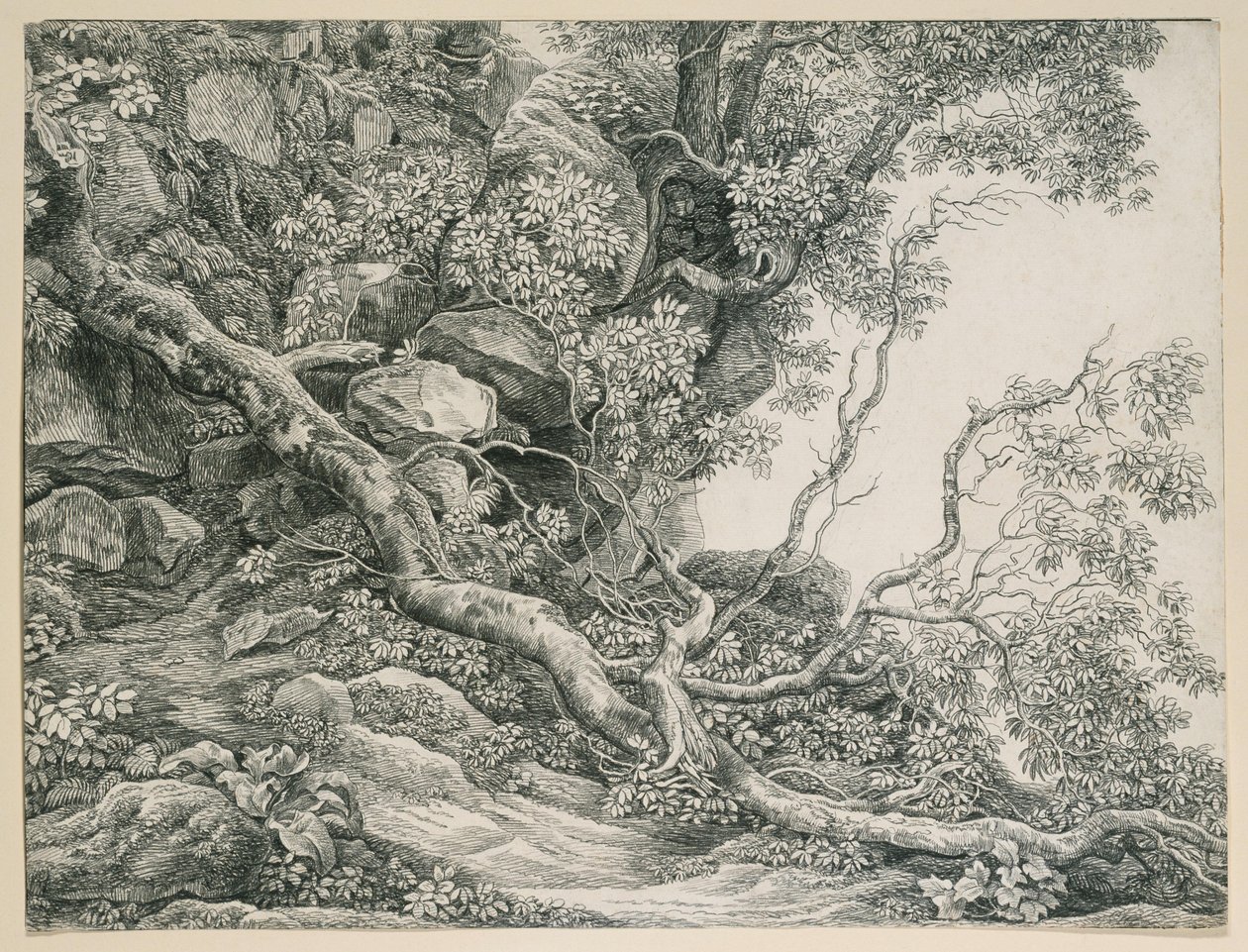Bomen op een rotsachtige helling door Johann Christian Reinhart