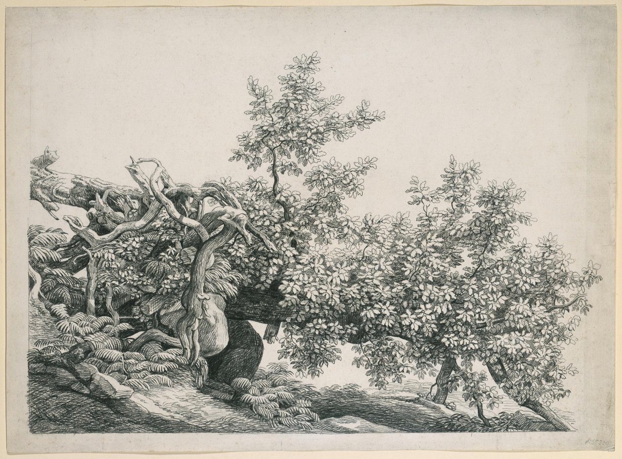 Boomstudie. Omgevallen stam met blootliggende wortels door Johann Christian Reinhart