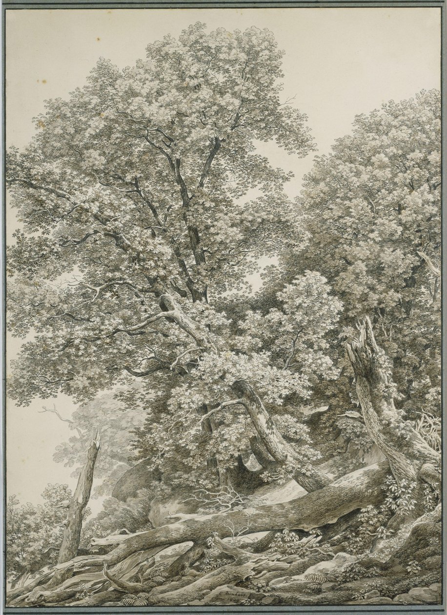 Grote boomstudie door Johann Christian Reinhart