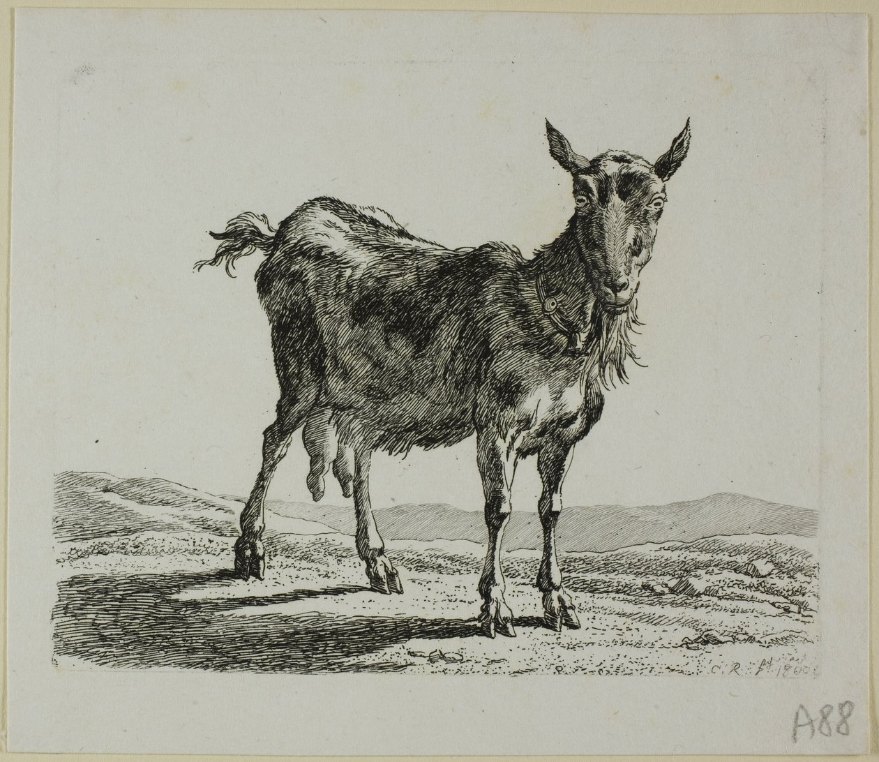 Staande Geit, uit Die Zweite Thierfolge door Johann Christian Reinhart