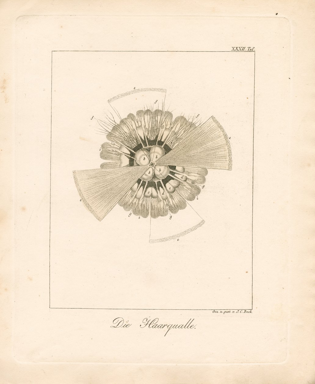  door Johann Christoph Bock