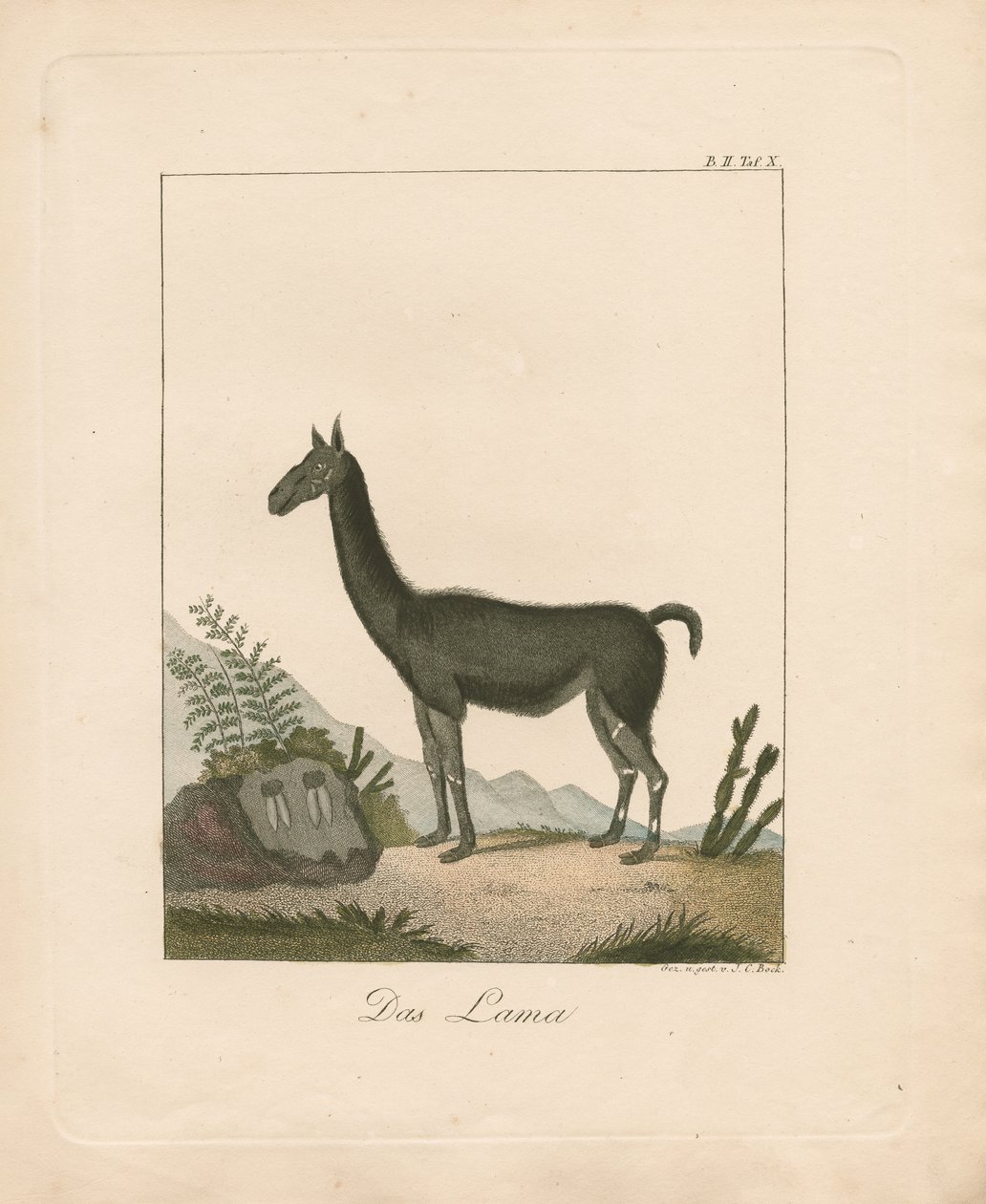 De lama (handgekleurde litho) door Johann Christoph Bock