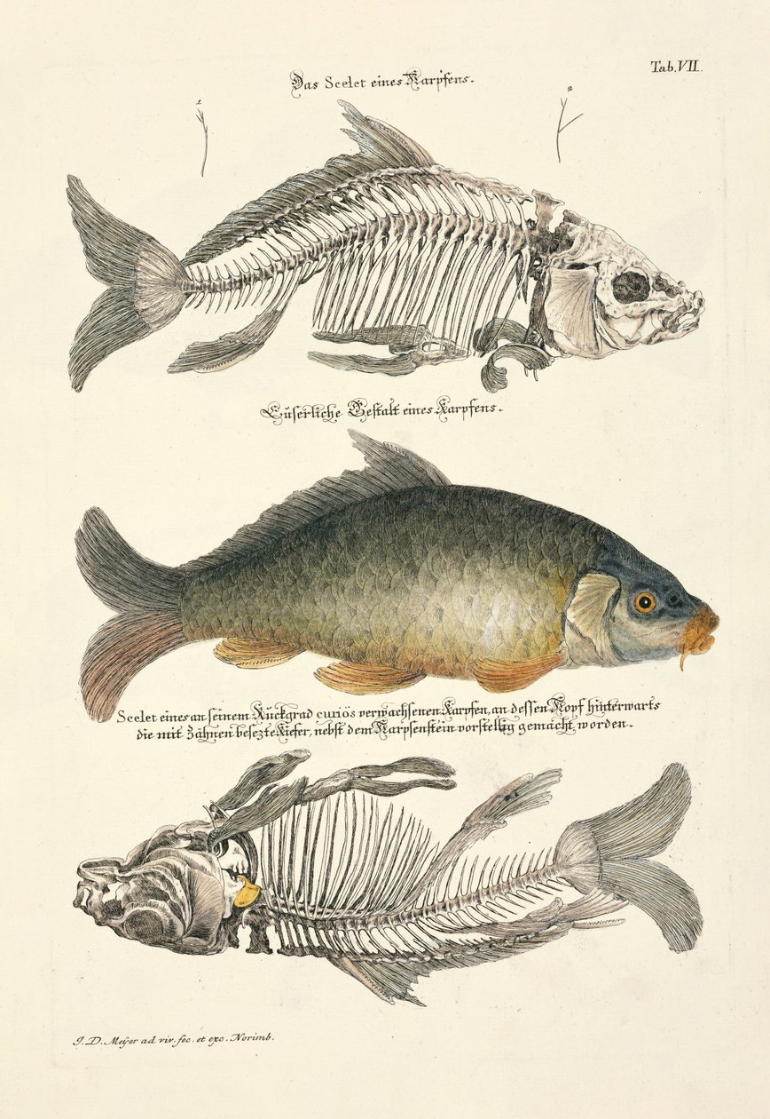 Gewone karper met skelet door Johann Daniel Meyer