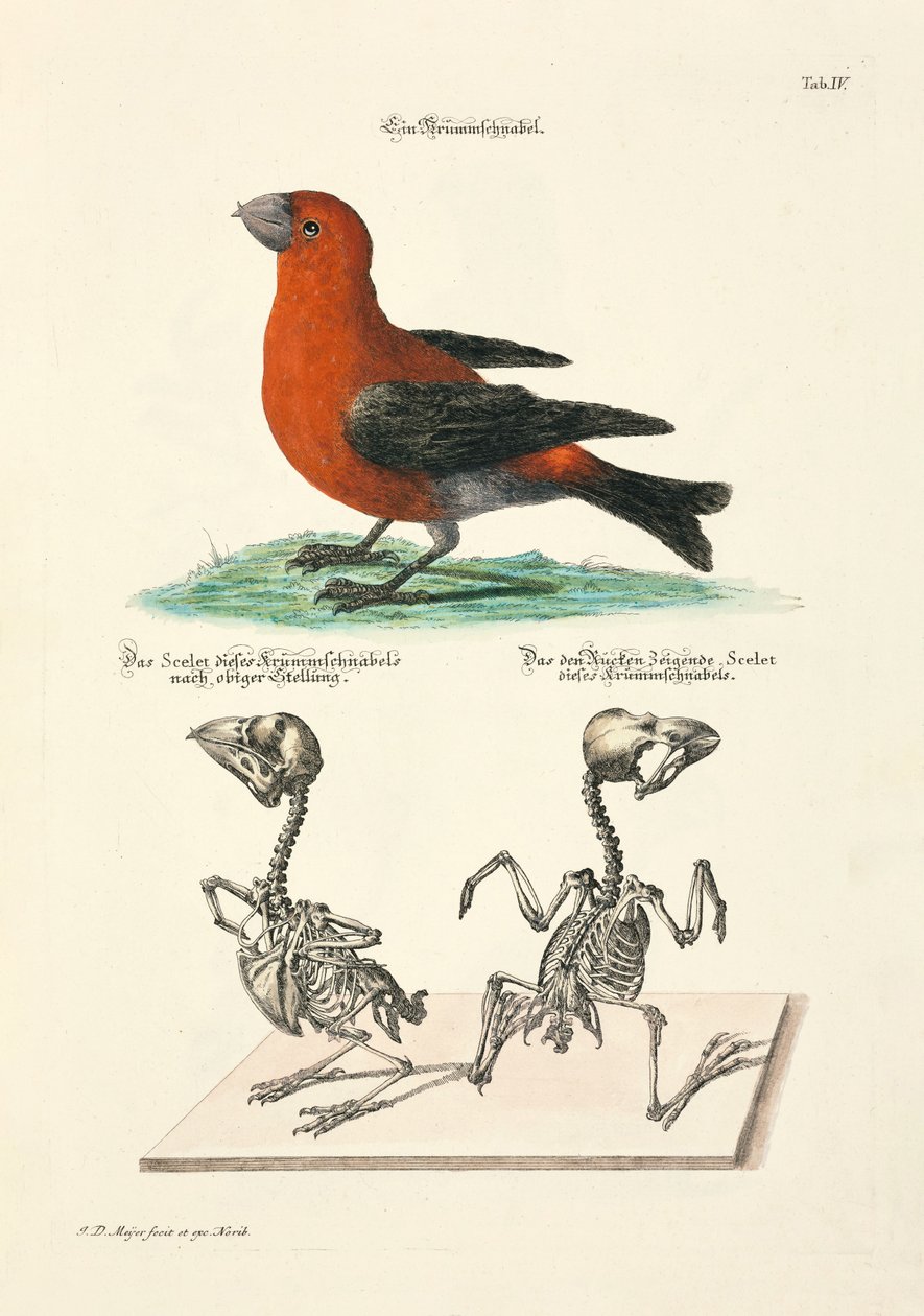  door Johann Daniel Meyer