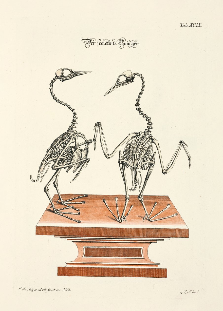 Skelet van de duiker door Johann Daniel Meyer