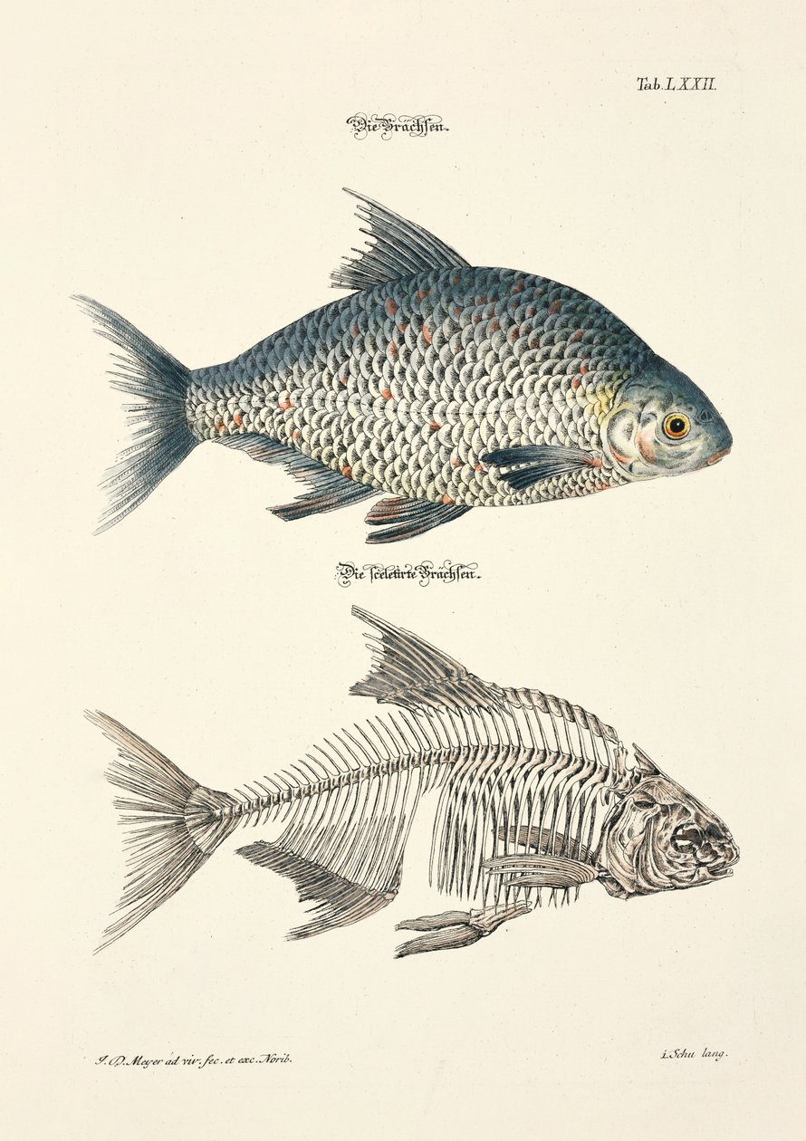 De brasem en zijn skelet door Johann Daniel Meyer