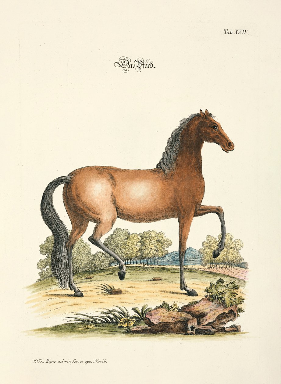 Het paard door Johann Daniel Meyer