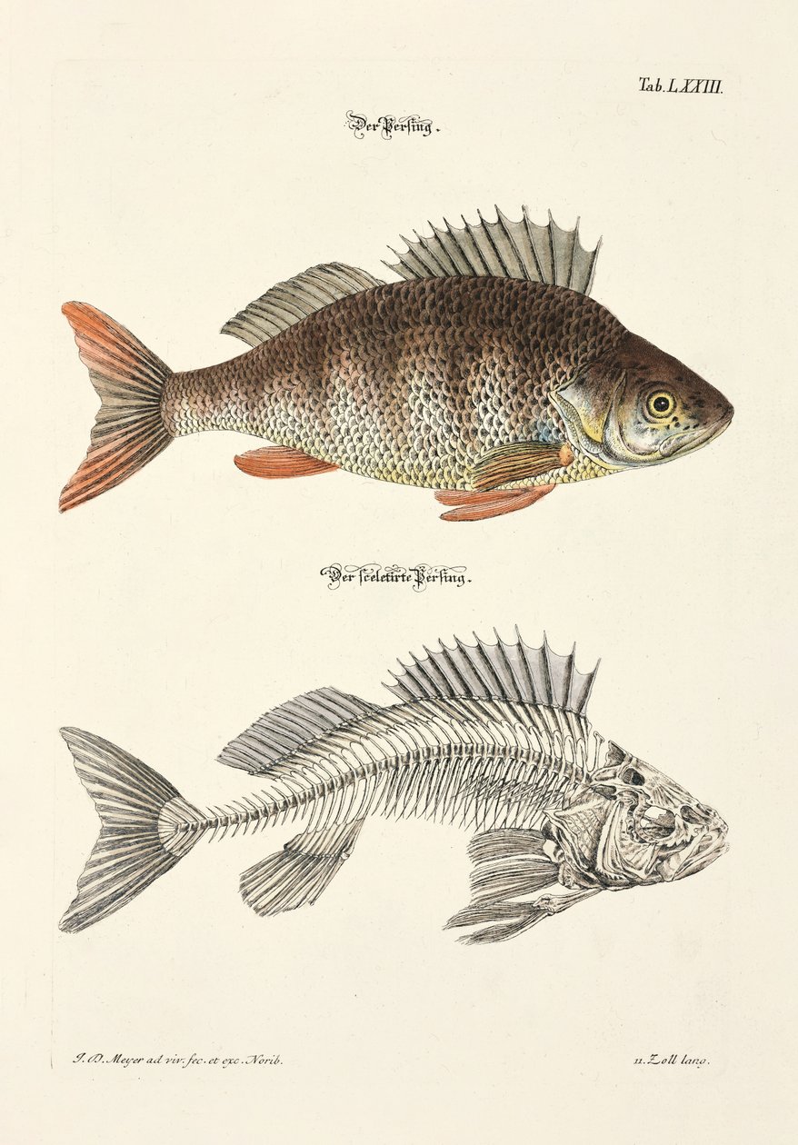  door Johann Daniel Meyer