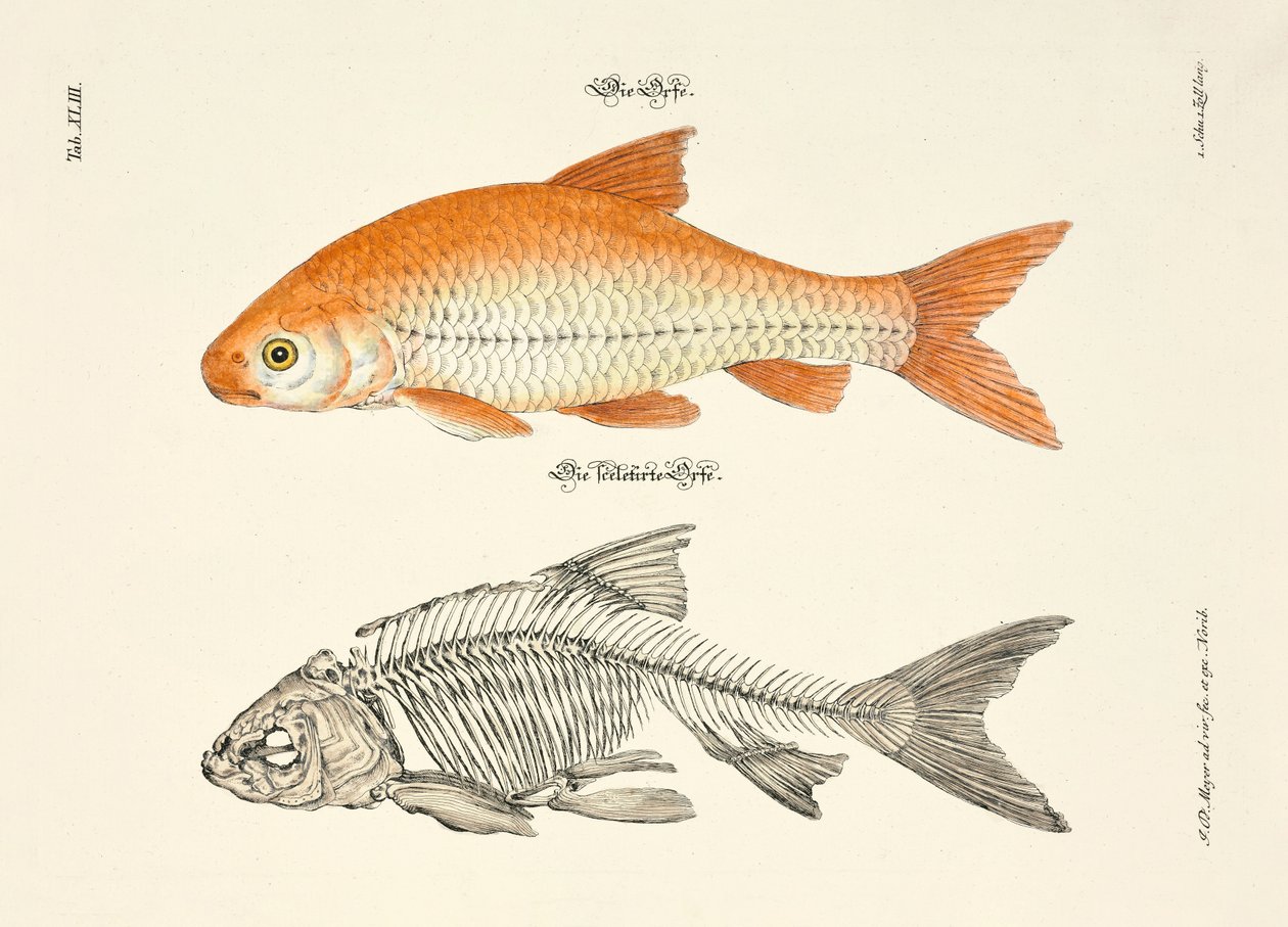  door Johann Daniel Meyer