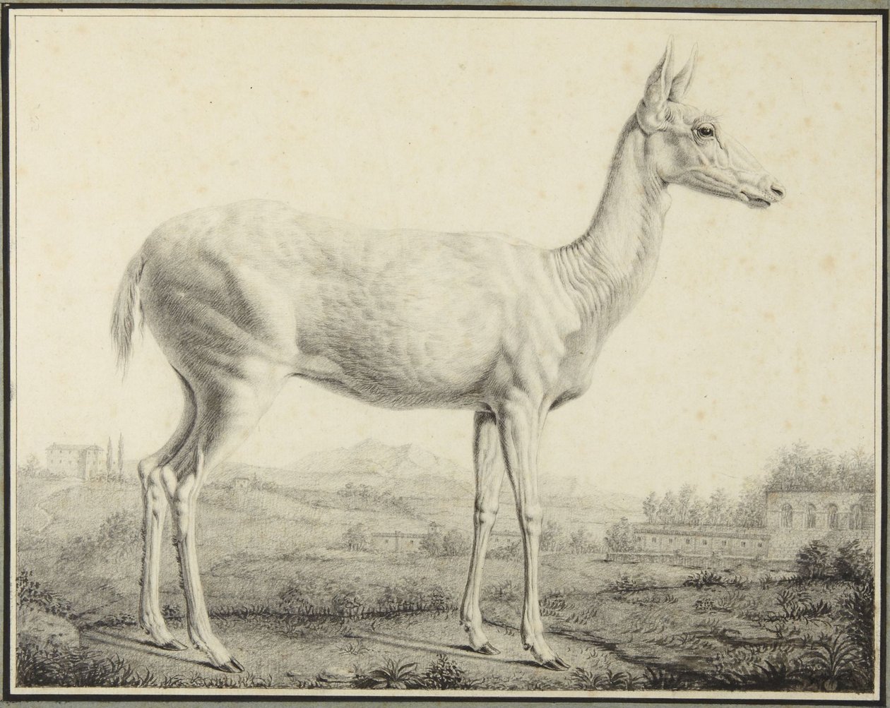 Herten door Johann Elias Ridinger