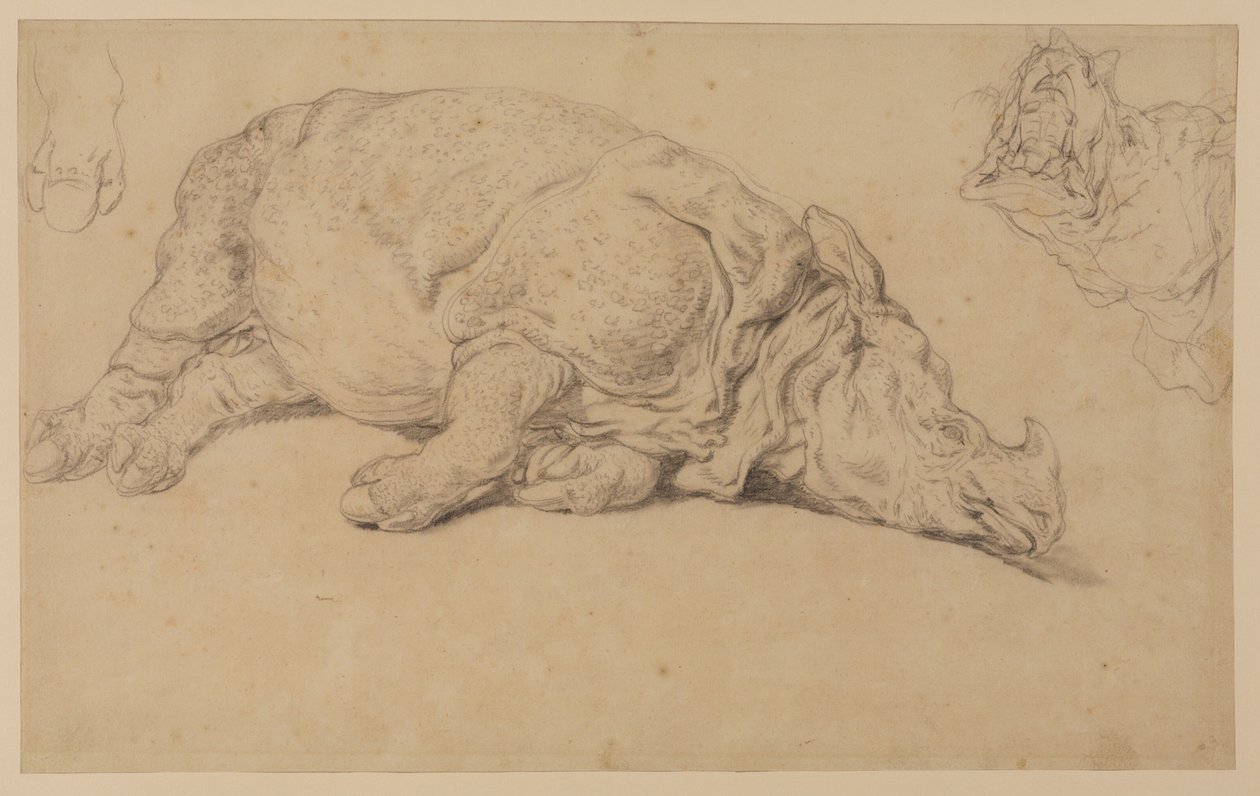 Neushoorn liggend op zijn zij door Johann Elias Ridinger or Riedinger