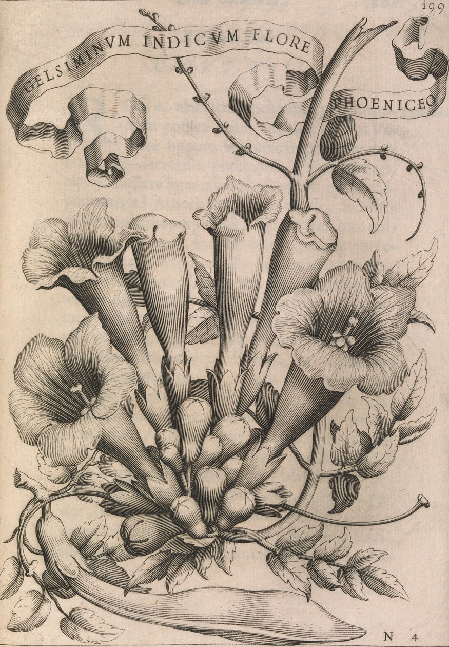 Gelsiminvm indicvm flore phoeniceo door Johann Friedrich Greuter