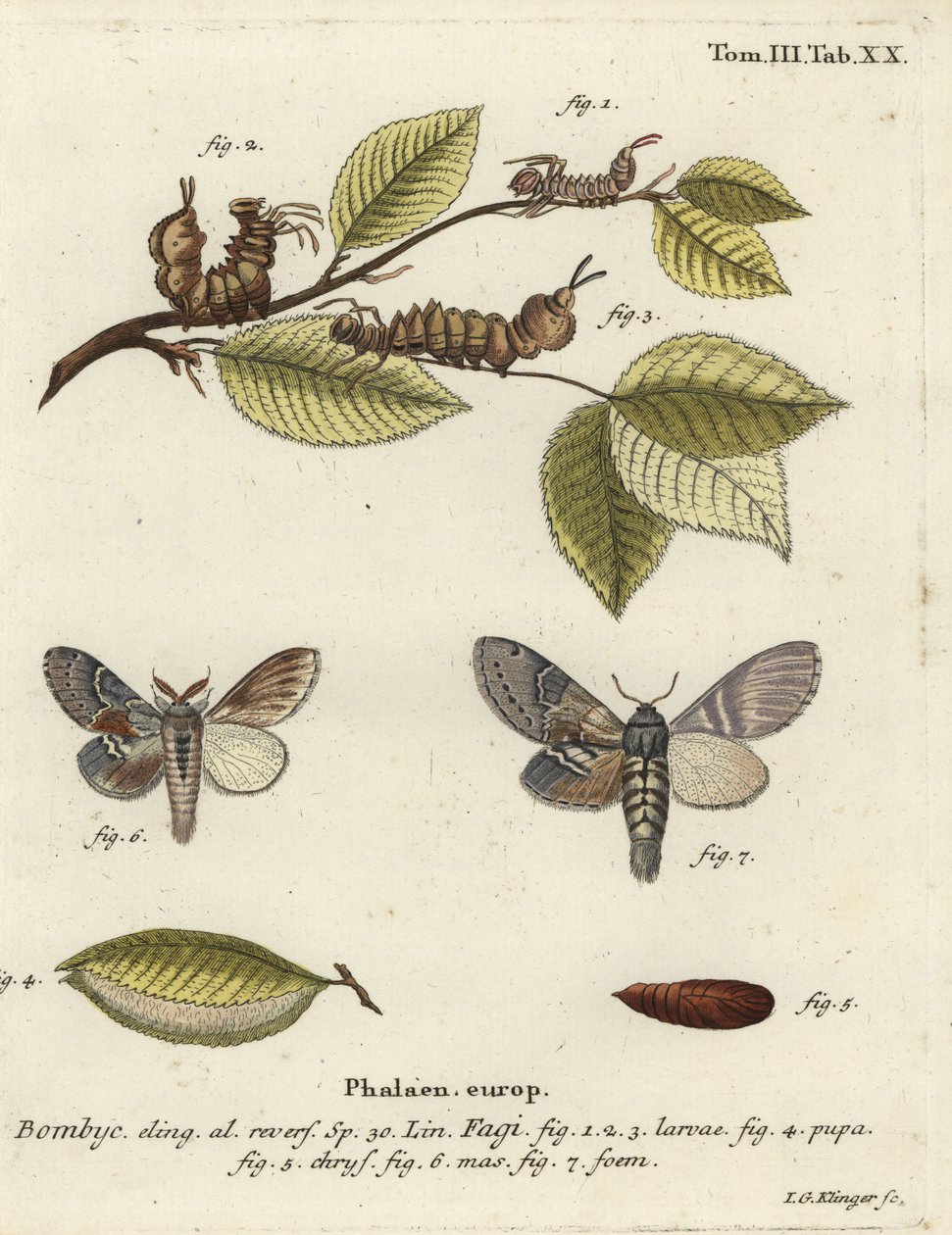 Kreeftmot, Stauropus fagi door Johann Georg Klinger