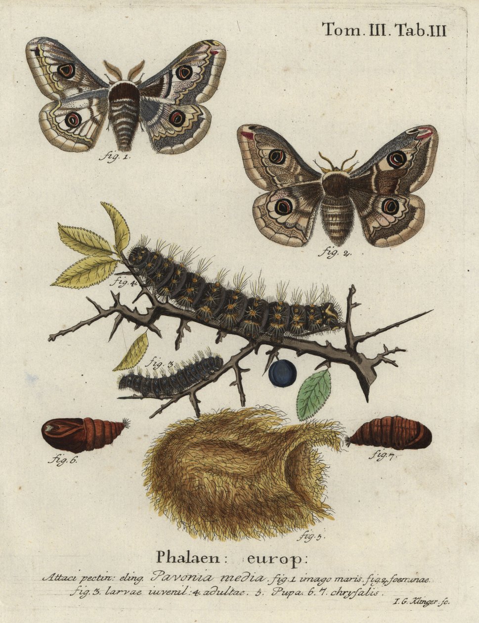 Sleedoorn keizermot, Saturnia spini. door Johann Georg Klinger
