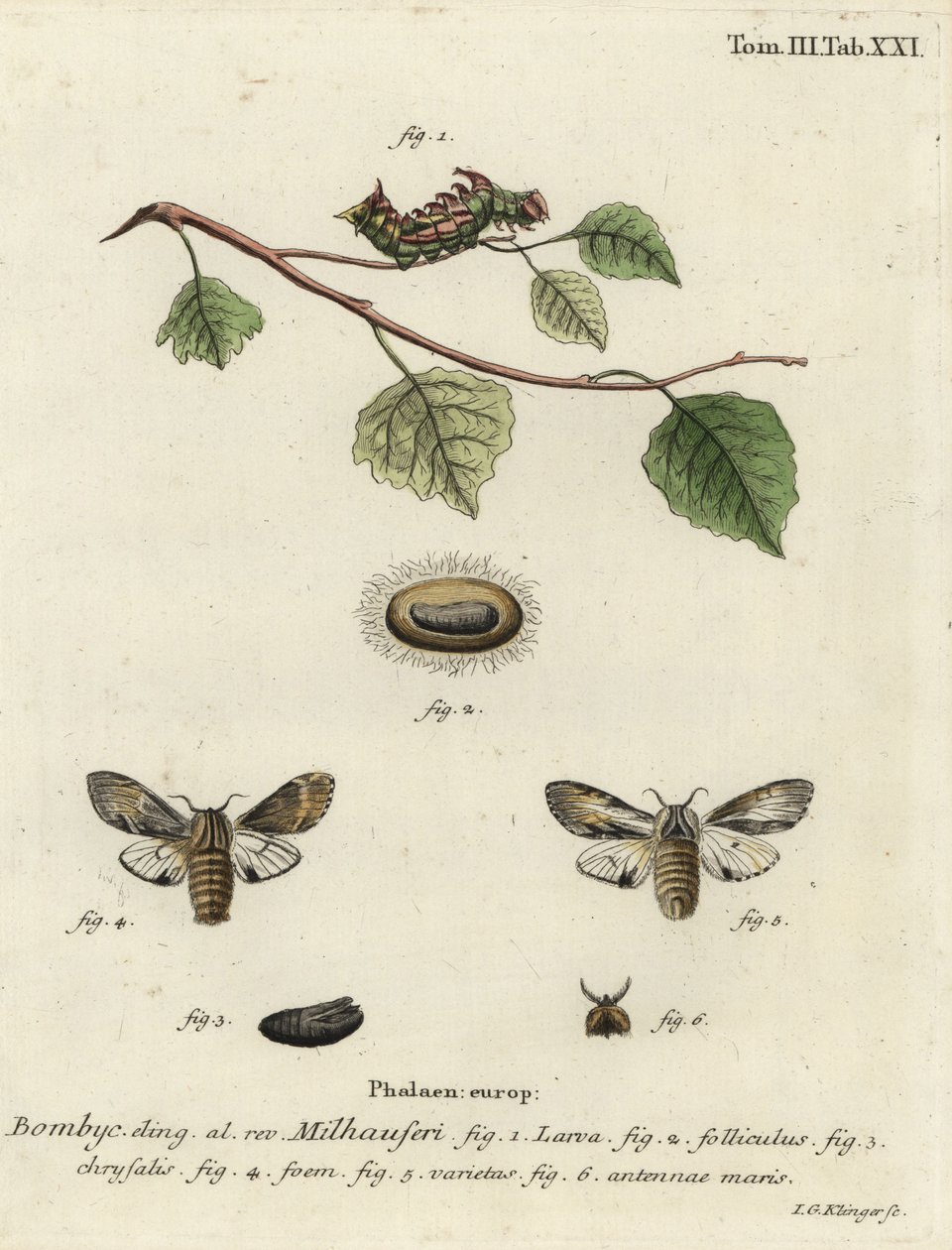 Tawny prominente mot, Harpyia milhauseri door Johann Georg Klinger
