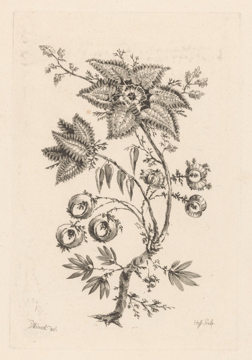 Stervormige bloemen door Johann Heinrich  Hess