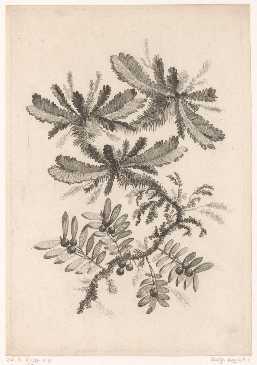 Takken met bessen door Johann Heinrich  Hess