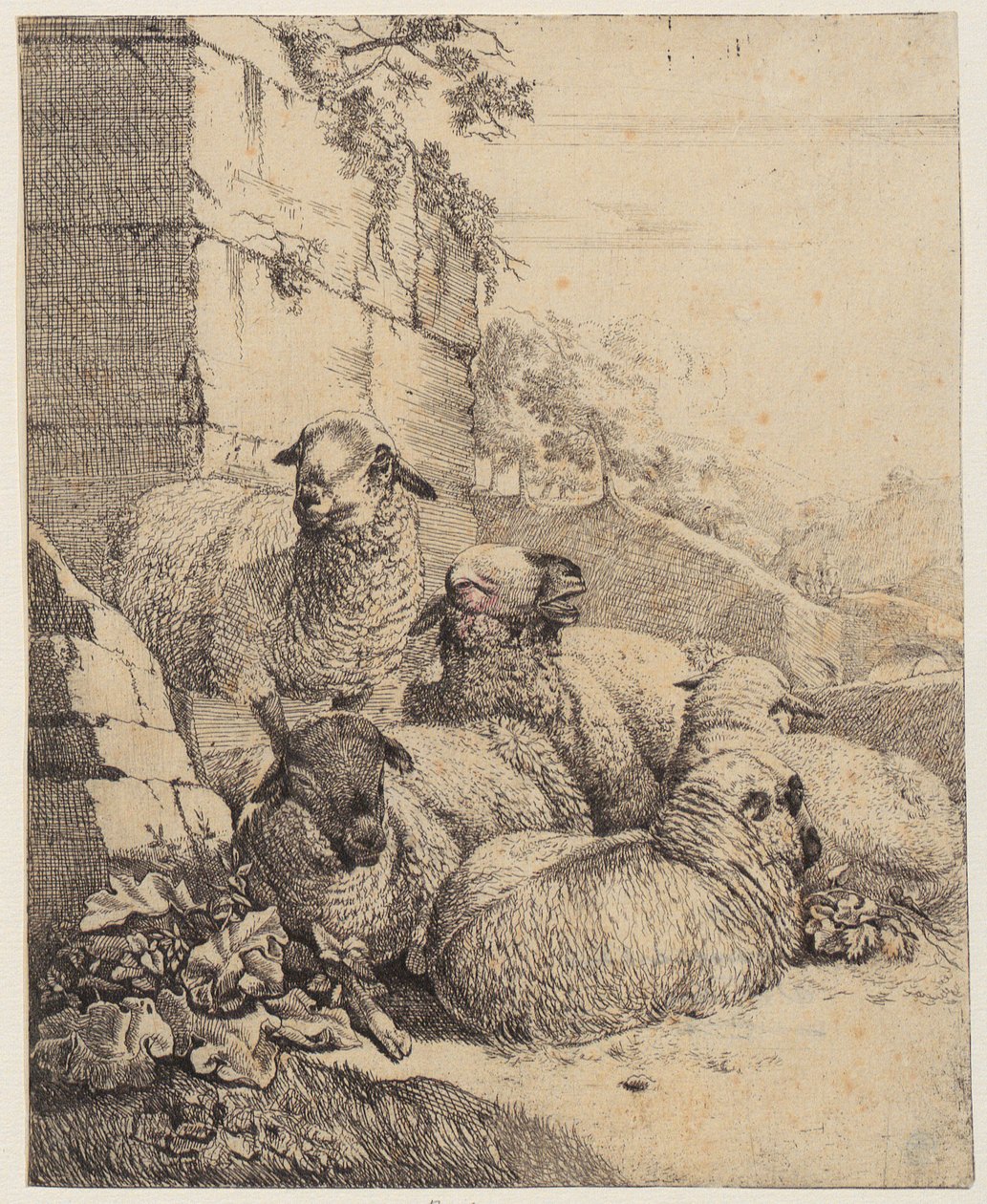 Vier liggende en één staand schaap voor een muur, blad uit de serie “Schapen en geiten” door Johann Heinrich Roos