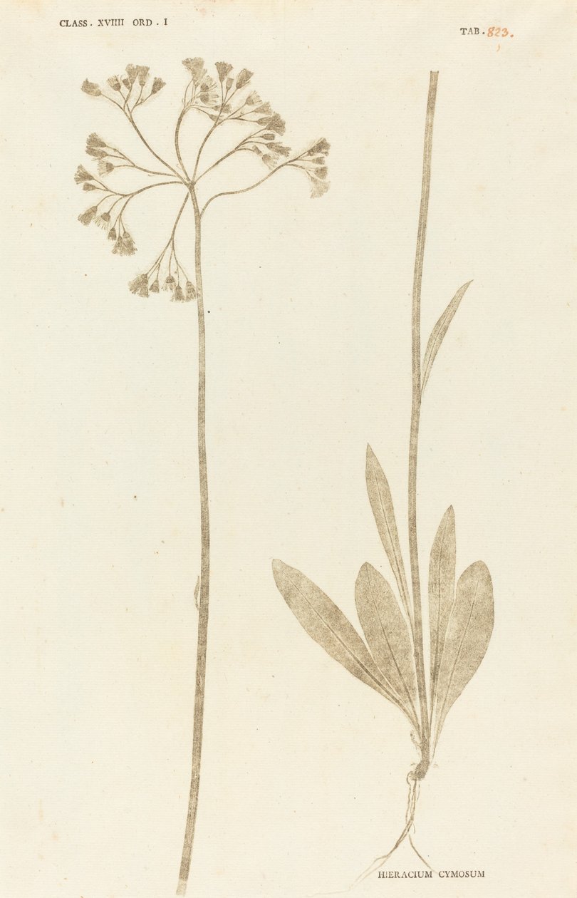 Hieracium Cymosum door Johann Hieronymus Kniphof