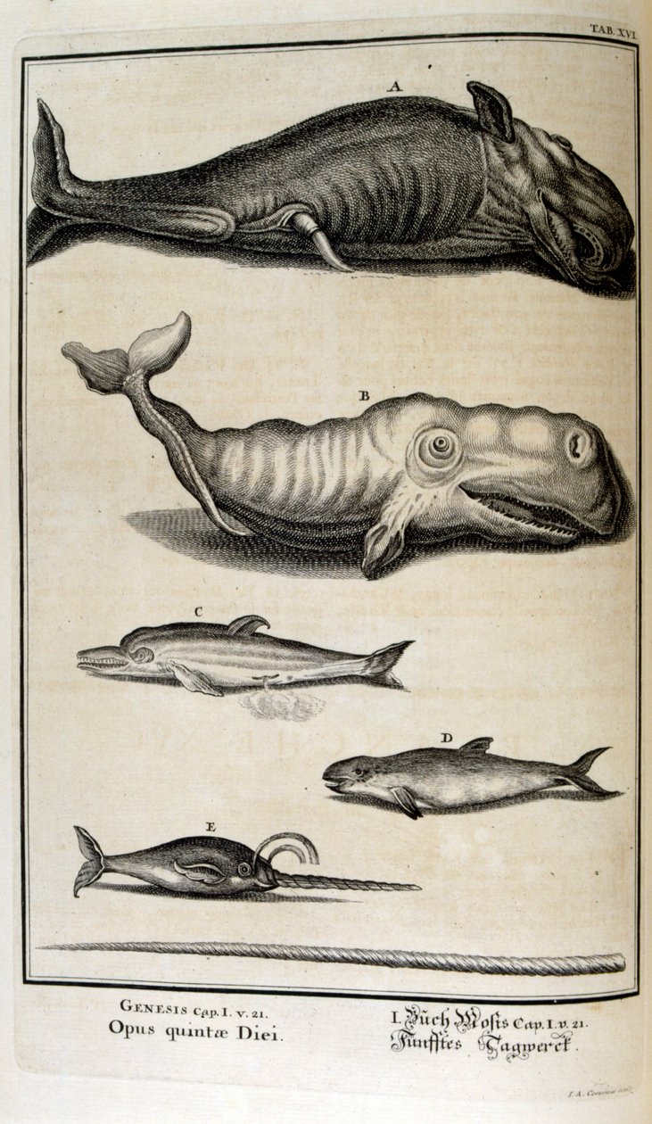 Kopergravure uit 