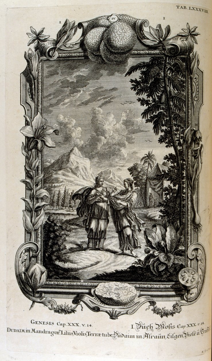 Mandragora plant. Het is vaak bekend als alruin door Johann Jakob Scheuchzer