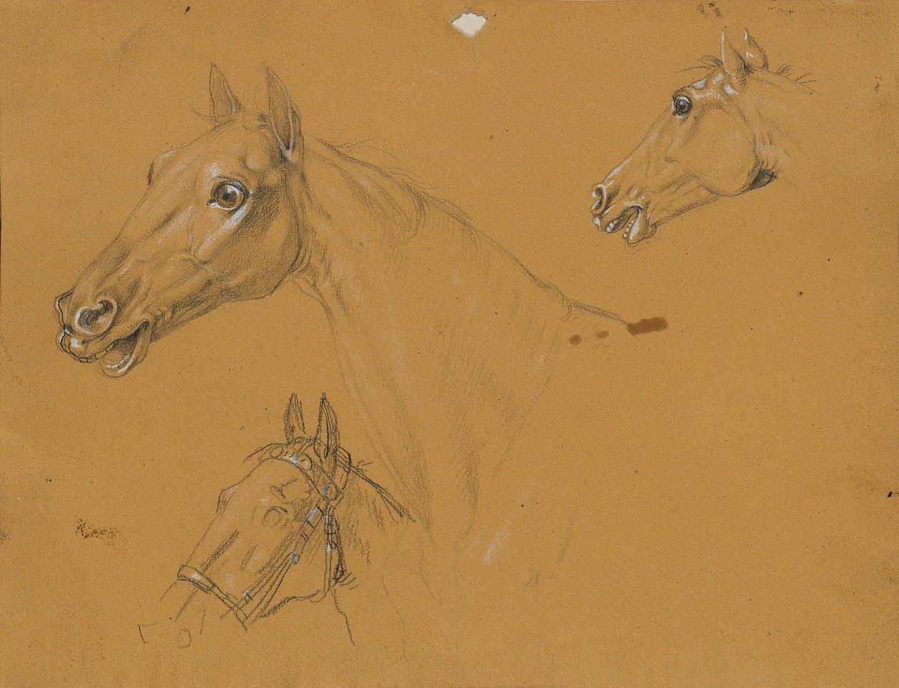 Paardenstudie voor 