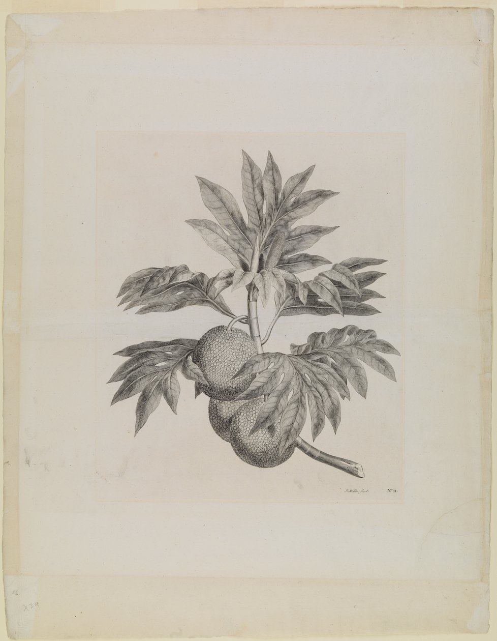 Een tak van de broodvruchtboom met de vrucht door Johann Sebastien Muller