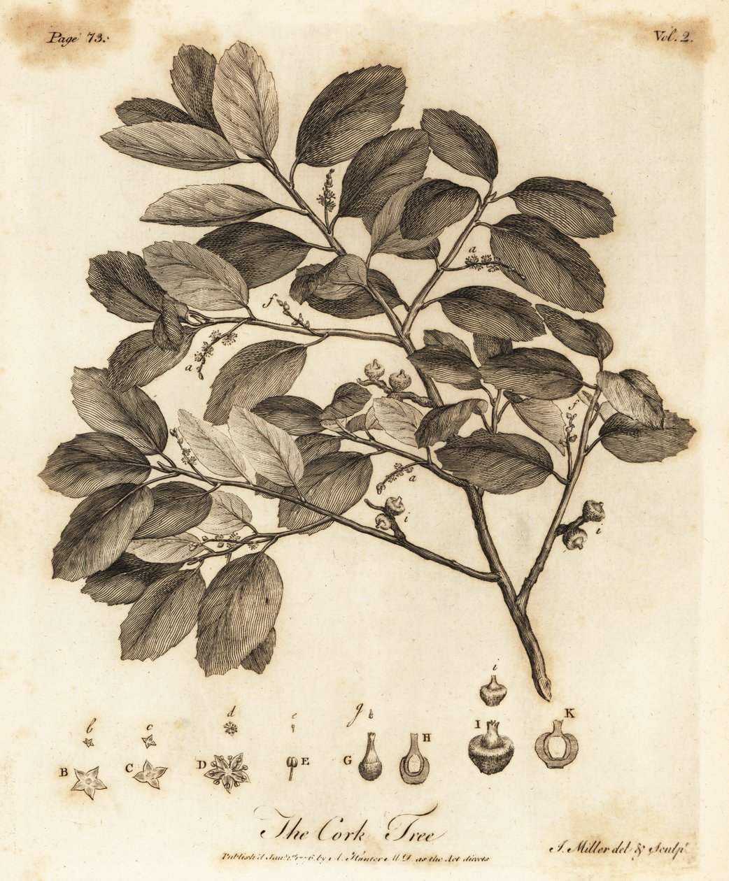 Kurkeik, Quercus suber door Johann Sebastien Muller
