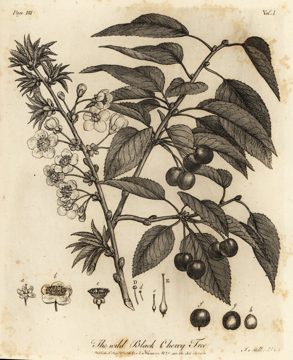 Zure kers, Prunus cerasus door Johann Sebastien Muller