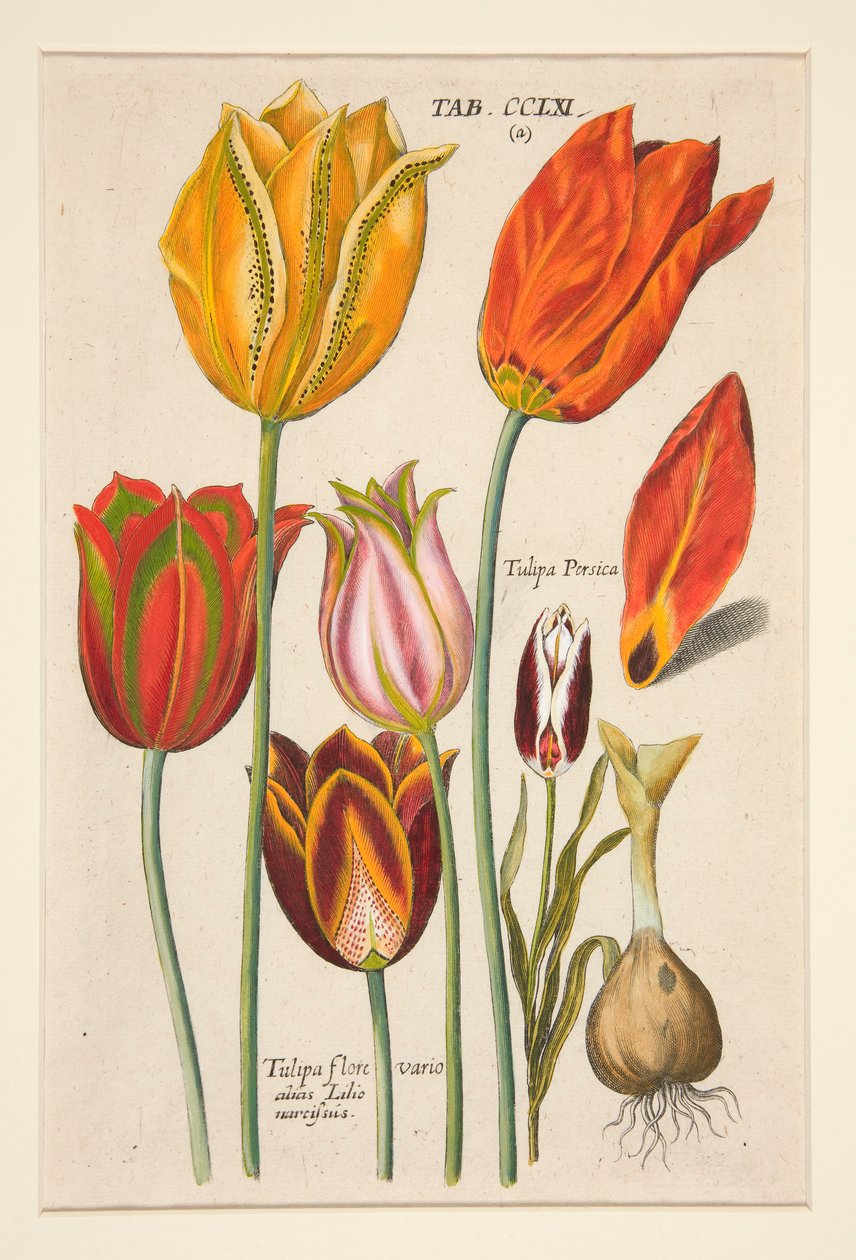 Florilegium novum, hoc est Variorum Maximeque Radiorum Florum ac Plantorum (Bloemenplaat); (Tulpen); uit een set van 81 platen door Johann Theodor de Bry