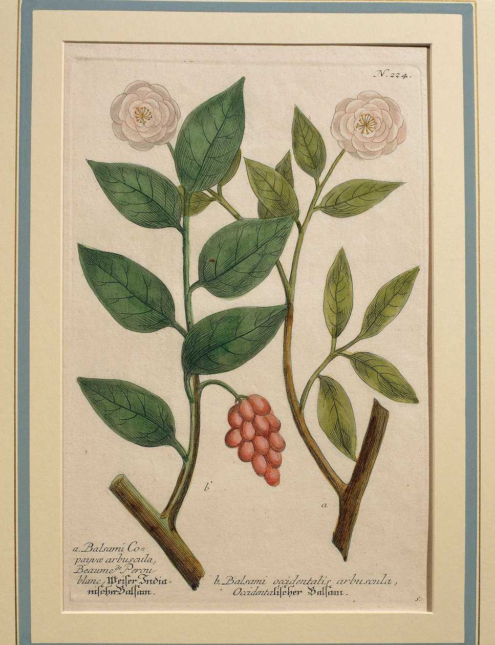 Balsami occidentalis arbuscula, gekleurde gravure door Johann Wilhelm Weinmann