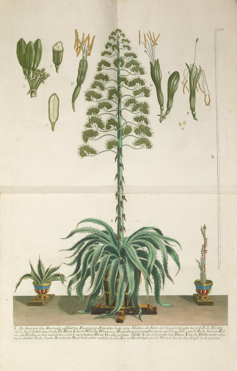 Gegraveerde en mezzotint plaat van Aloe Americana folio Mucronato, ca. 1735-1737 door Johann Wilhelm Weinmann