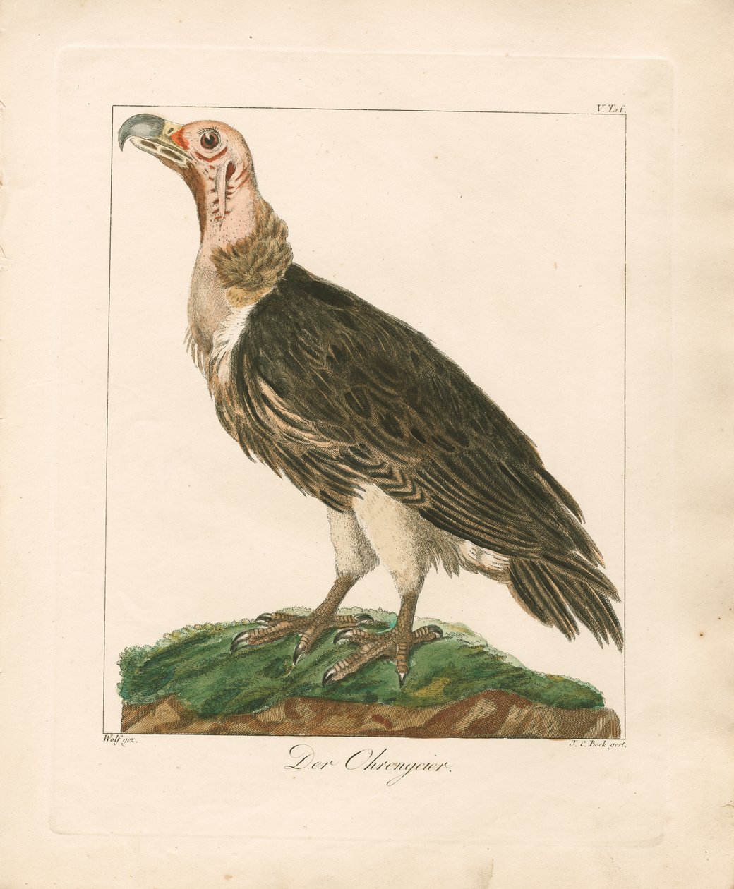 De Lappet-faced Vulture (handgekleurde koperplaatgravure) door Johann Wolf