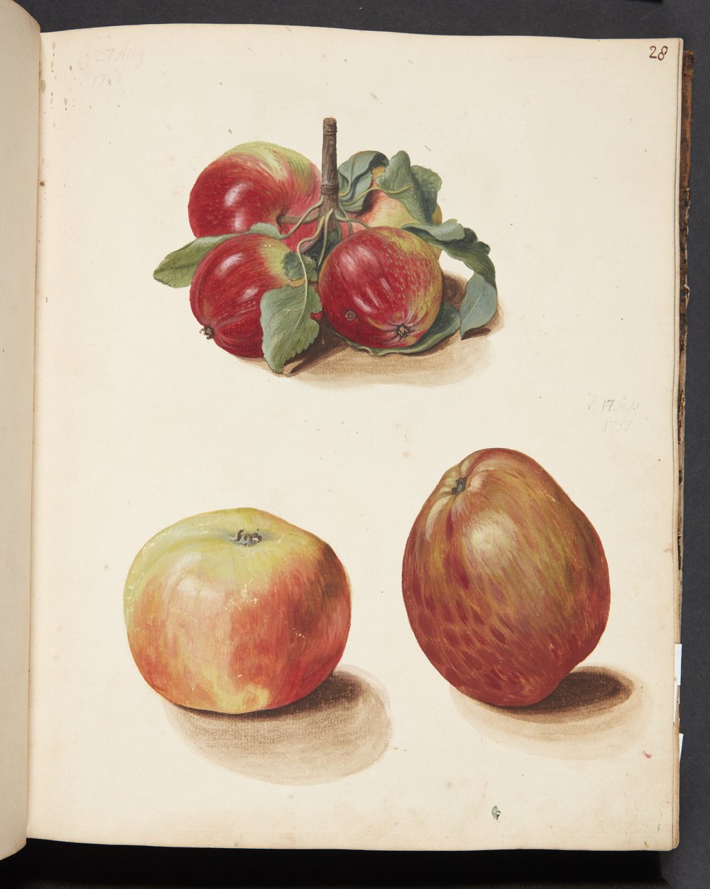 Studie van appels door Johanna Fosie