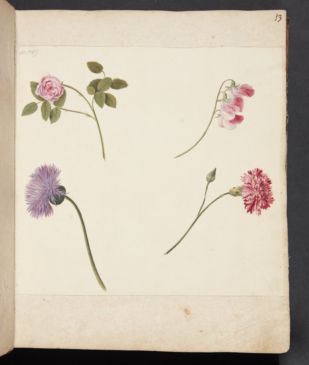Studie van bloemen door Johanna Fosie