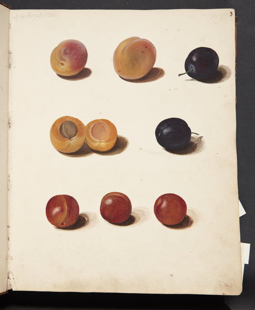 Studies van pruimen door Johanna Fosie
