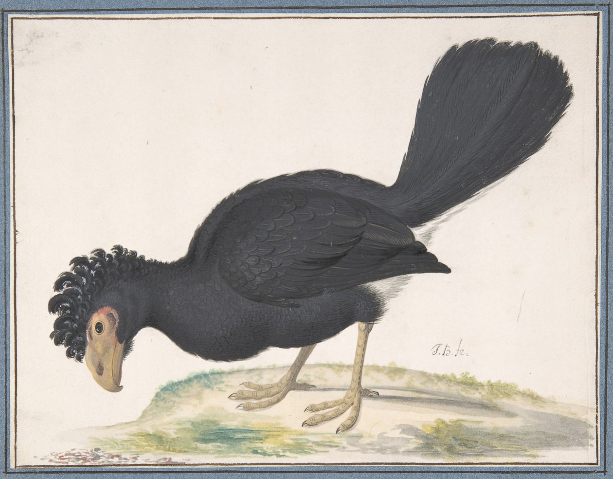 Een Zwarte Curassow, n.d. door Johannes Bronckhorst