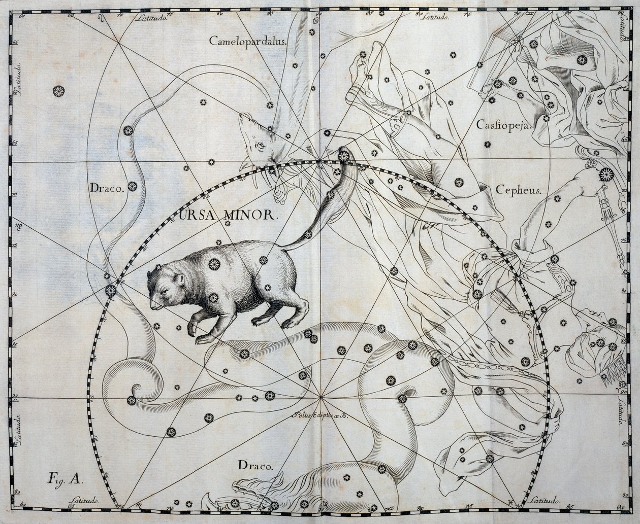 Kleine Beer, Boreale constellatie van de Kleine Beer, gravure uit sterrenatlas Firmamentum Sobiescianum sive Uronographia, door Johann Hevelius door Johannes Hevelius