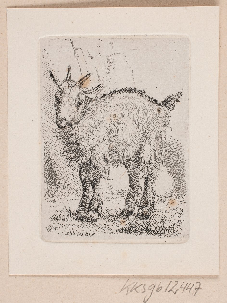 Een geitenlam door Johannes Wilhelm Zillen