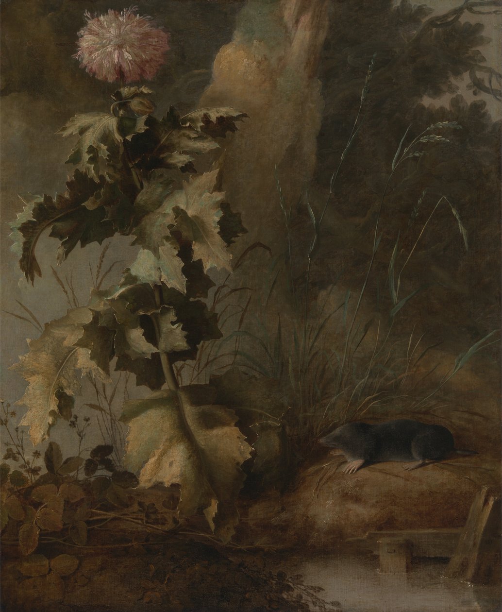 Een Egyptische papaver en een watermuis door John Crome