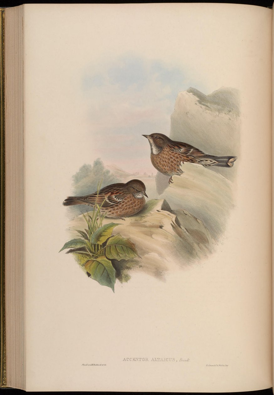 Accentor altaicus = Prunella himalayana door John Gould