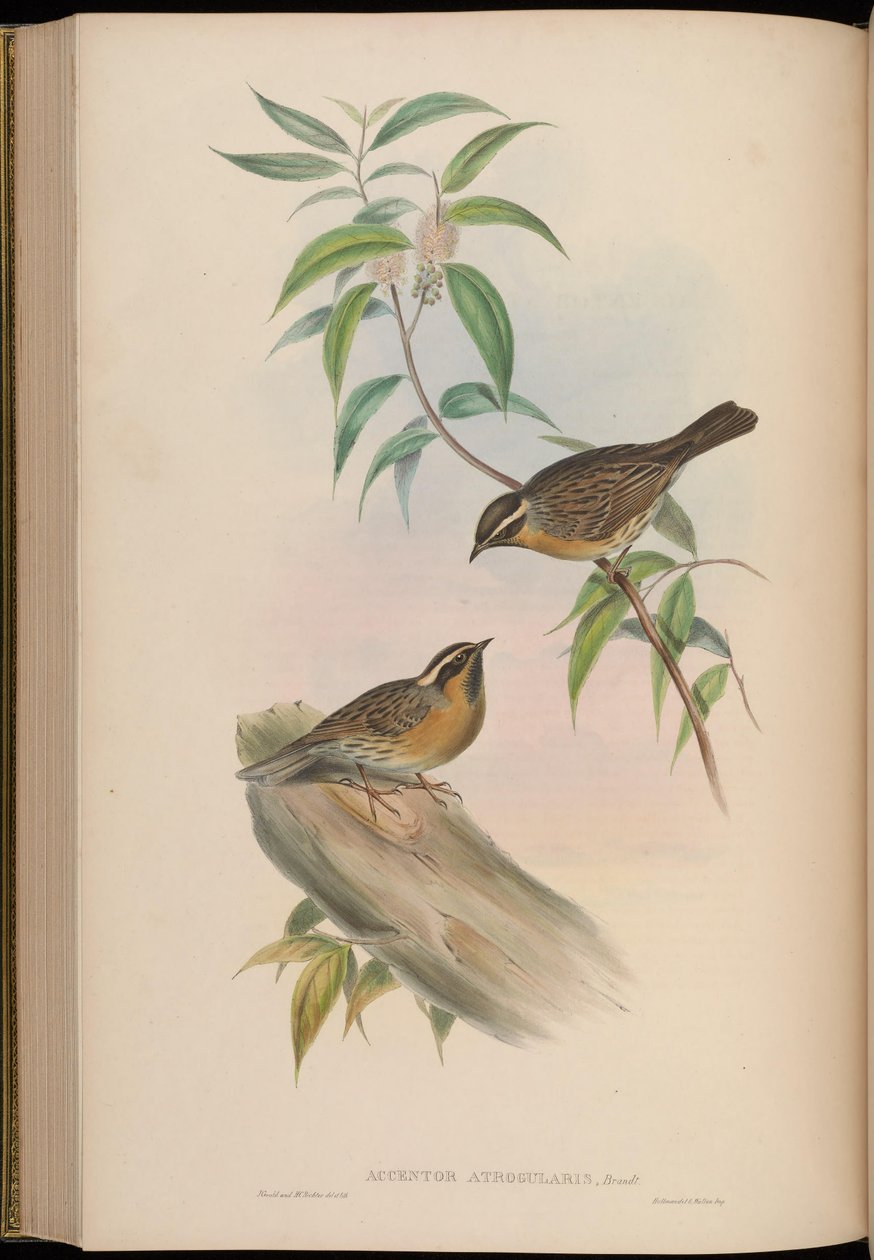 Accentor atrogularis = Prunella atrogularis door John Gould